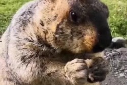 土拨鼠吃瓜配音,笑料横生，带你领略田园风光