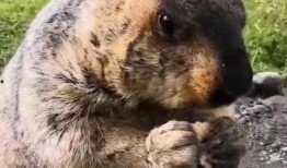 土拨鼠吃瓜配音,笑料横生，带你领略田园风光