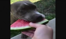 小狗吃瓜的样子