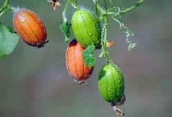 咳嗽可以吃王瓜吗,咳嗽不适？试试王瓜食疗缓解