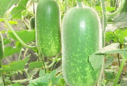 长期吃小红瓜好吗减肥,长期食用，健康瘦身新选择