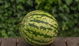 吃的很认真瓜,探寻美食中的专注与享受