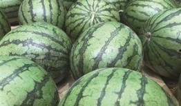 炒菜吃地瓜叫什么瓜,炒菜中的甜蜜诱惑——“炒地瓜瓜”