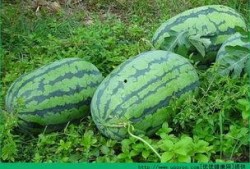 春季吃瓜好吗,吃瓜也能养生吗？