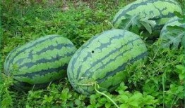 春季吃瓜好吗,吃瓜也能养生吗？