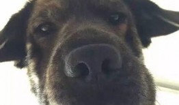 狗子吃瓜头像动漫