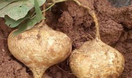 怀孕土瓜可以吃吗,土瓜的食用安全与营养益处