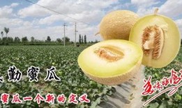 吃蜜瓜尿急,揭秘吃蜜瓜尿急的神奇现象