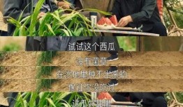 叭叭吃瓜,叭叭吃瓜背后的真相与内幕