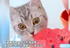白猫吃瓜表情包,萌态十足，笑点满满