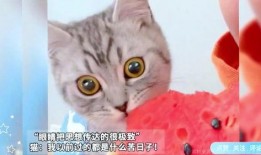 白猫吃瓜表情包,萌态十足，笑点满满