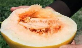 吃甜甜沙漠蜜瓜视频,揭秘甜甜蜜瓜的独特魅力