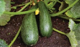 秋天得吃瓜,秋季美食之旅