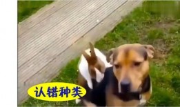 吃瓜兔哭,揭秘娱乐圈背后的泪与笑