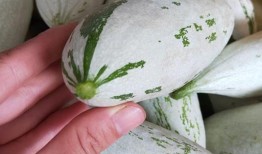 光遇如何吃瓜,解锁神秘瓜果，体验奇幻食旅之旅