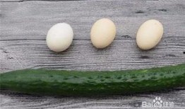 吃瓜鸡蛋,揭秘美食背后的趣味故事