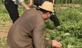 老大来了吃瓜视频,吃瓜现场一触即发！