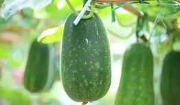 wac吃瓜,娱乐圈幕后故事大曝光