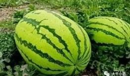 什么瓜可以吃几年