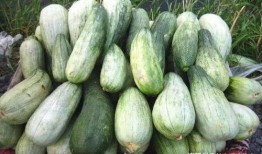 酥瓜可以吃皮吗,解锁健康美味新选择