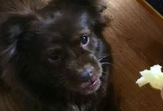 狗子吃瓜被咬,宠物安全意识需加强