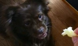 狗子吃瓜被咬,宠物安全意识需加强