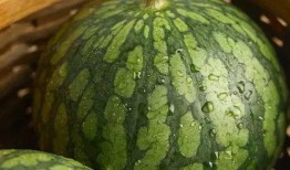 婷儿户外吃瓜,瓜果飘香乐翻天