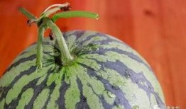 彭吃瓜的,揭秘娱乐圈背后的故事与真相