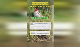 边境吃瓜大爷大妈,大爷大妈的边境生活剪影