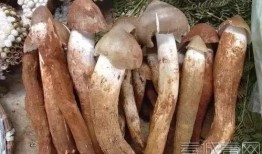 吃瓜尖煮鸡枞,吃瓜尖煮鸡枞的独特风味之旅