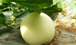 吃瓜现场在哪,吃瓜现场背后的故事与真相