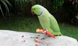 带你吃瓜讲解鹦鹉,带你领略鸟中“智者”的趣味生活