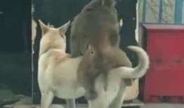 狗狗吵架突然吃瓜,意外吃瓜成焦点