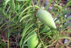 小时候吃瓜,那些年我们一起吃过的瓜