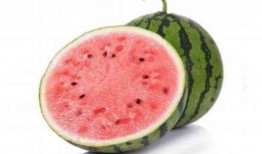 猪吃麒麟瓜,探寻猪与神秘瓜果的奇妙邂逅