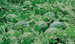 请村花吃小瓜,甜蜜邂逅，共享田园时光