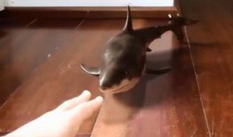 鲨鱼老婆吃瓜,鲨鱼老婆的神秘吃瓜之谜