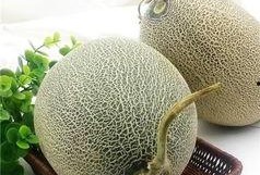 胖胖的吃哈密瓜,甜蜜滋味中的健康生活