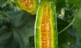 羊角瓜可以吃皮,美味与营养的双重享受