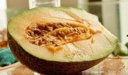 胖胖的吃哈密瓜,甜蜜滋味中的健康生活