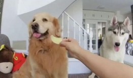 狗子吃瓜被咬,宠物安全意识需加强