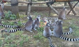 盲盒吃瓜企鹅,揭秘吃瓜企鹅的神秘魅力