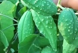 吃瓢瓜去皮吗,去皮还是不去皮，营养与口感大揭秘
