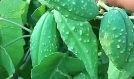 吃瓢瓜去皮吗,去皮还是不去皮，营养与口感大揭秘