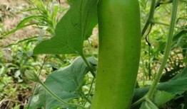 大家都急着吃瓜,全民抢鲜尝鲜，吃瓜热潮席卷而来