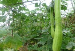 砍瓜怎样炖着吃