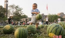 吃瓜群众瓜田,揭秘吃瓜群众的趣味生活