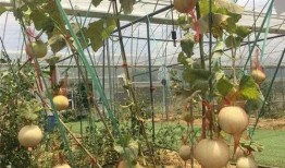 爱的吃瓜旅行,一场味蕾与心灵的深度之旅