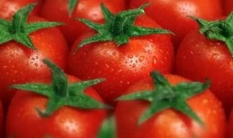 吃瓜西红柿嘴疼,揭秘网络热议背后的真相与反思