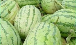 晨晨晨吃瓜,晨晨晨的瓜田奇遇记